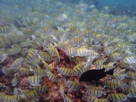 Excursion en bateau Coco Island, Grande-Sœur et Félicité 