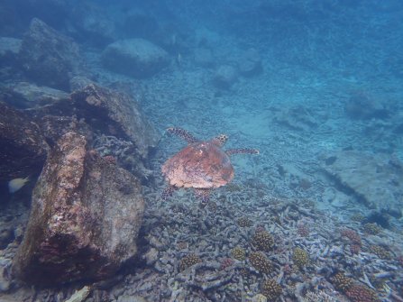 Tortue observée à Félicité - Excursion en bateau Coco Island, Grande-Sœur et Félicité 