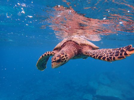 Tortue observée à Félicité - Excursion en bateau Coco Island, Grande-Sœur et Félicité 