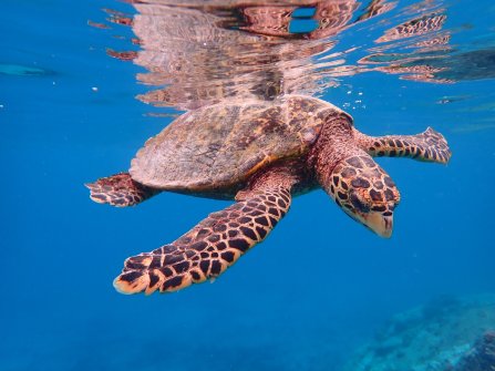 Tortue observée à Félicité - Excursion en bateau Coco Island, Grande-Sœur et Félicité 