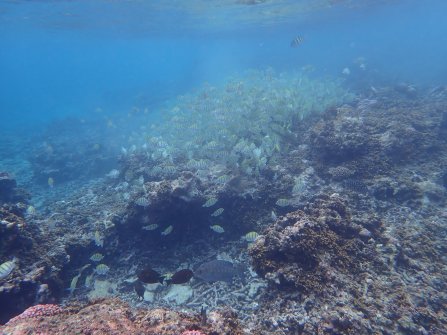 Excursion en bateau Coco Island, Grande-Sœur et Félicité 