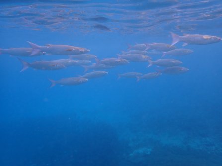 Excursion en bateau Coco Island, Grande-Sœur et Félicité 