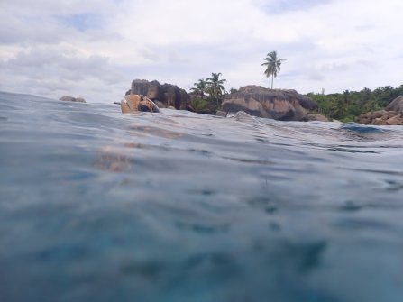 Tortue observée à Félicité - Excursion en bateau Coco Island, Grande-Sœur et Félicité 