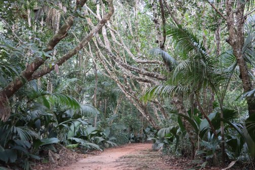 Sur le chemin - Glacis Noire Nature Trail Parc National de Praslin